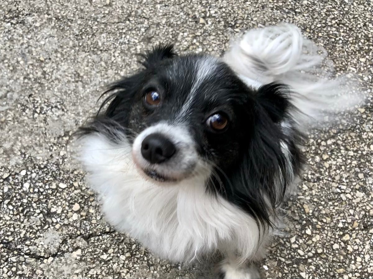 Zipper our black and white Papillon... expert golf ball retriever.